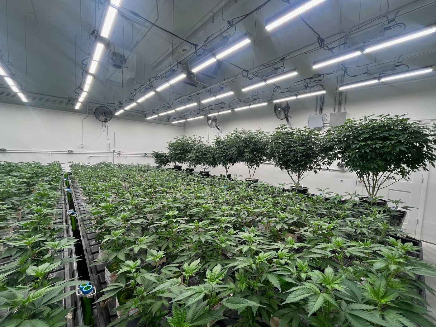 Young plants under LED lights.
